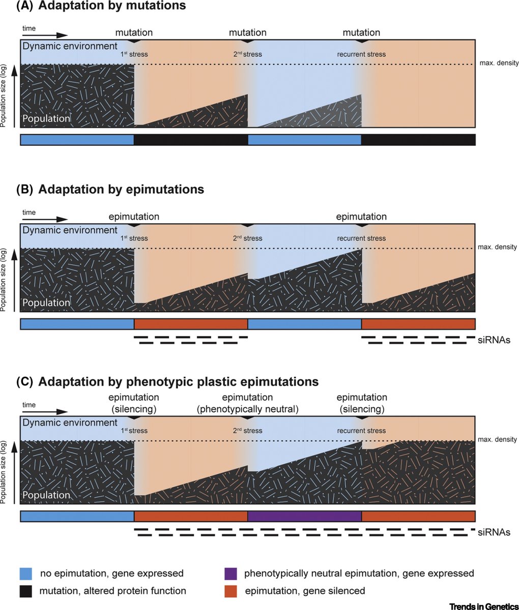 manuelacasasoli's tweet image. If you like molecular mechanisms underlying #adaptation, this is the review to read!
It deals with how #smallRNAs trigger long-lasting epigenetic changes in gene expression driven by environmental cues.

#Science
#Genetics 
#epigenetics
@TrendsGenetics 
👇
cell.com/trends/genetic…