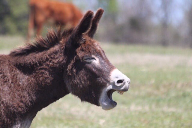 How about me 
I’m read to testify