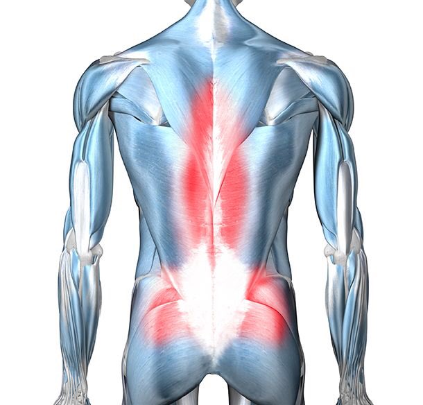 Noted back. Back muscle Pain. Deep back muscles. Back Relief muscle.