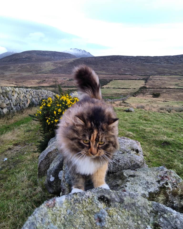 Beautiful Mourne Mountains, Co Down, N  #Ireland. Mournes are made up of 12 mountains with 15 peaks & include the famous Mourne wall (keeps sheep & cattle out of reservoir)! Area of Outstanding Natural Beauty. Partly  @NationalTrustNI. Daniel Mcevoy (with lovely cat!)  #caturday