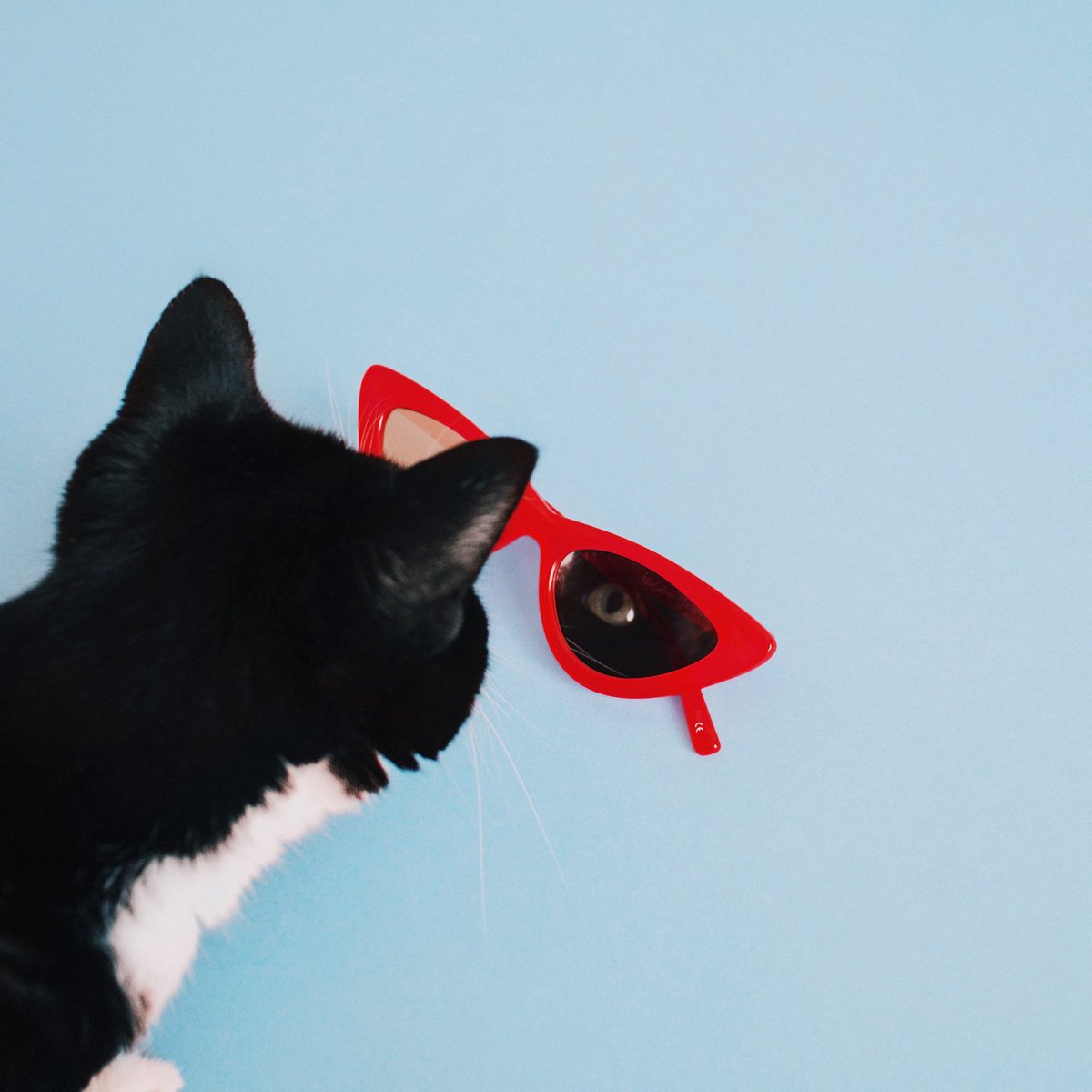 CheetoTuxedo's tweet photo. Oh, Yes. I am purrfect. ✨
#PrincessCheeto #Caturday https://t.co/uoDIUY6ZtR