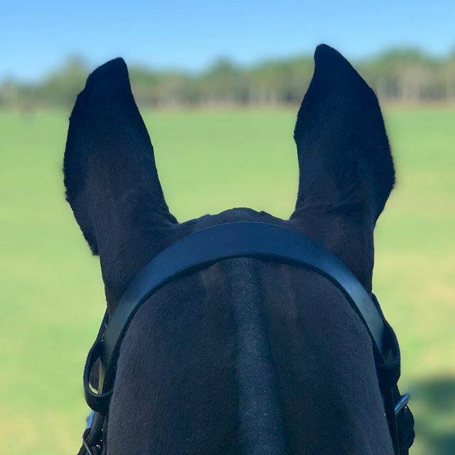 Keep your ears open! We are bursting with excitement and thrilled about all of creative projects growing alongside the sport this year. More to come... stay tuned!
.
.
.

#polo #playpolo #wellingtonflorida #poloplayer #poloholiday #equestrianstyle #liveauthentically #somospo…