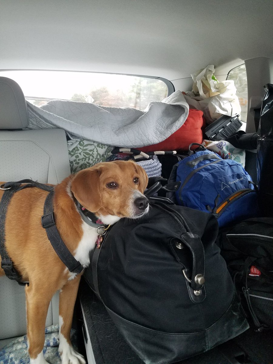 Not much room for the pup. 3 bags of reference books for #amediting #historicalfictionwriter #snowbirds