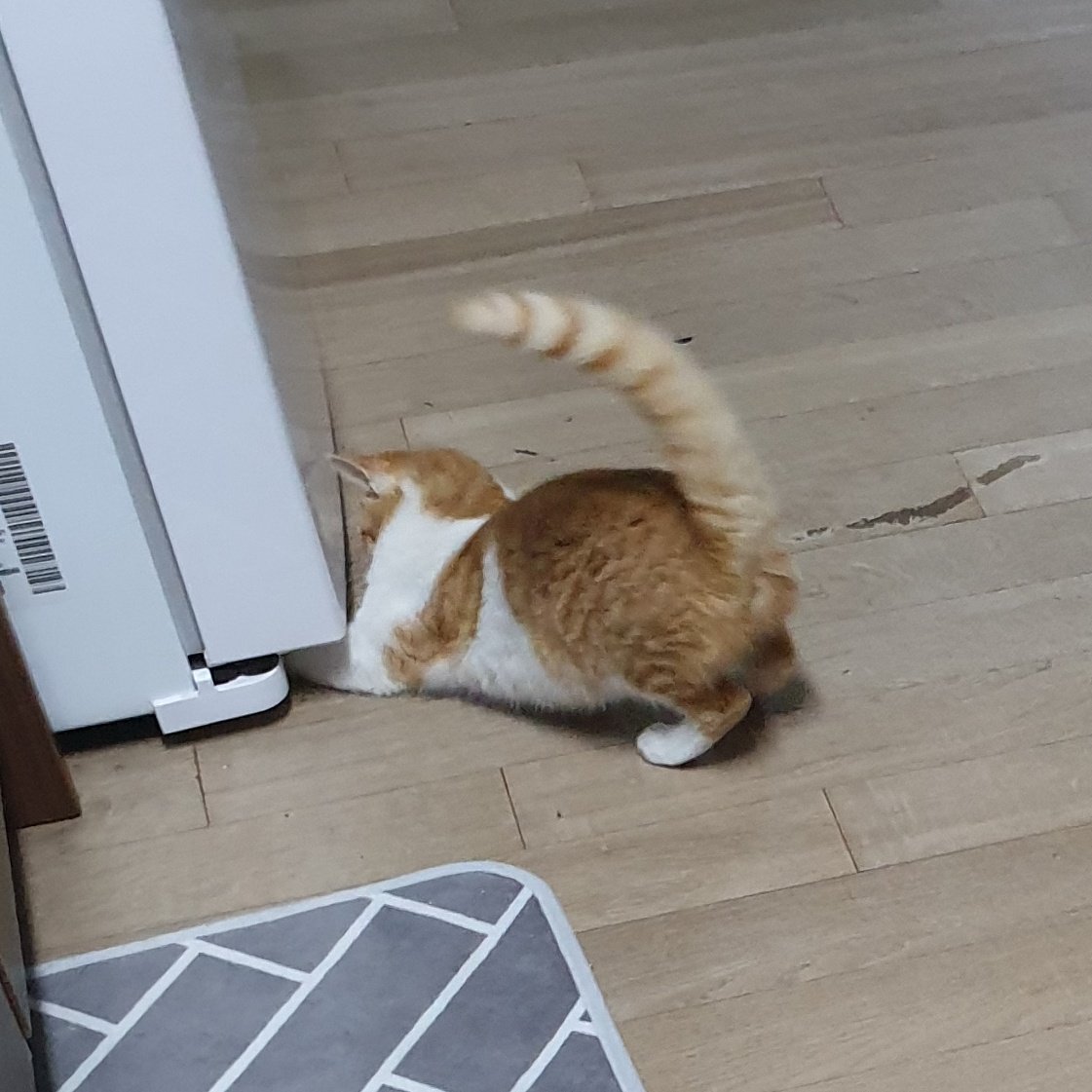 놀다가 트릿을 냉장고 밑에 집어넣었을 뿐...🦝