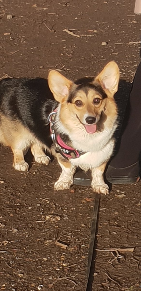 LouiseJoell's tweet photo. Love #nature. #dogwalks #muddyboots #memoriea https://t.co/CDN4ZcseD2