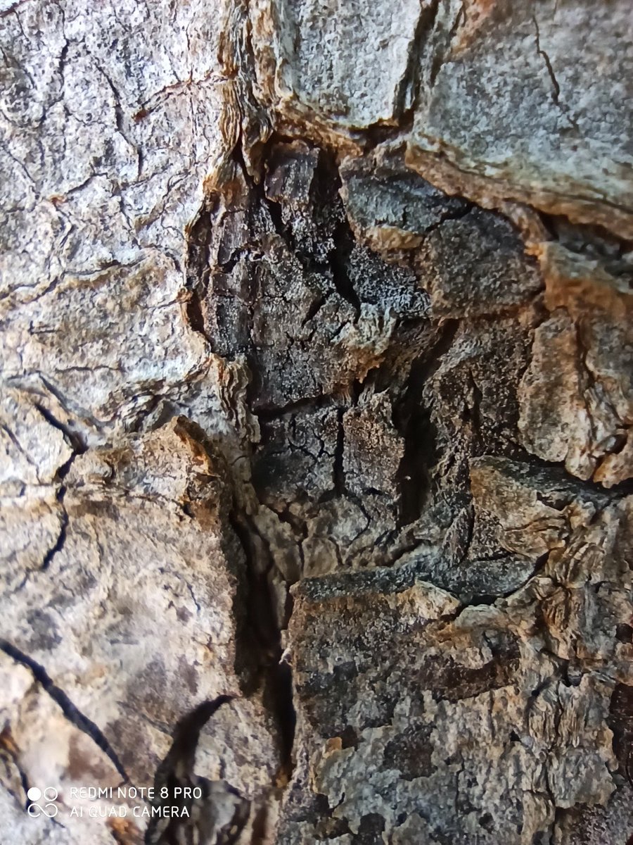 luiscaba97's tweet image. Detrás de cámaras / Foto con lente Macro del Redmi Note 8 Pro😱

@XiaomiMexico #RedmiNote8pro #Note8Pro #Redmi