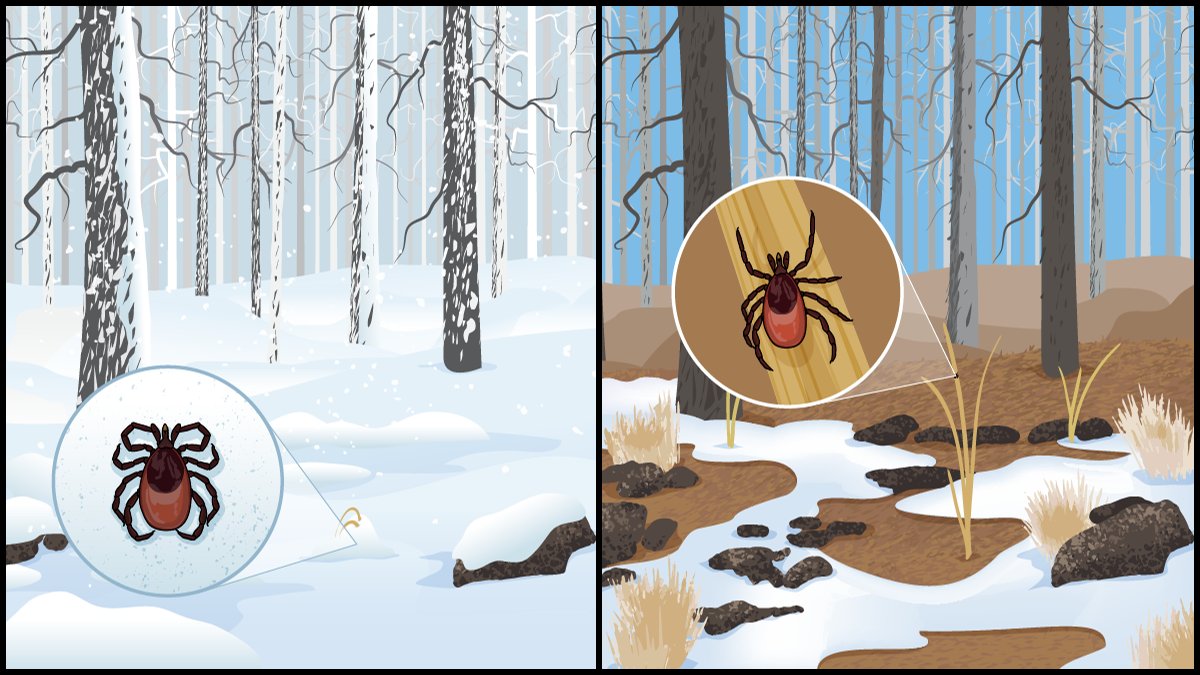 CDCgov's tweet photo. Spending time #outdoors this winter? #Ticks that bite people can come out on warm winter days. Protect yourself: Use insect repellents, do tick checks, and take showers after being outside. https://t.co/CPgBWt2PCH https://t.co/2n64vybWGp