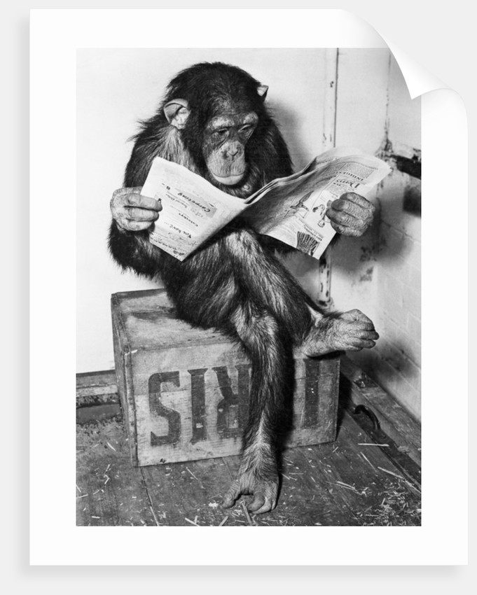 حقوق الحيوان tweet media