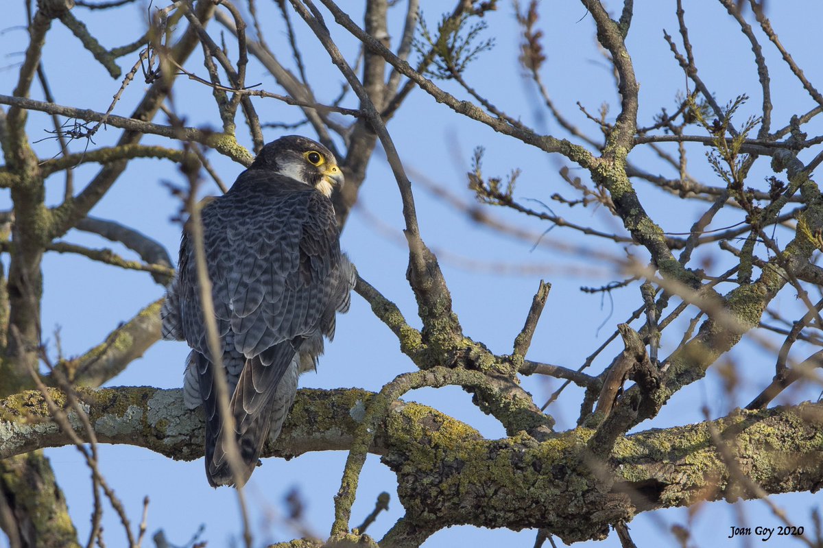 joanet27's tweet photo. Un mascle de falcó pelegrí nòrdic (tipus calidus) de 3cy, fotografiat al Baix Empordà.
Vaig a provar això de fer fils... https://t.co/e4kiCkwJIH