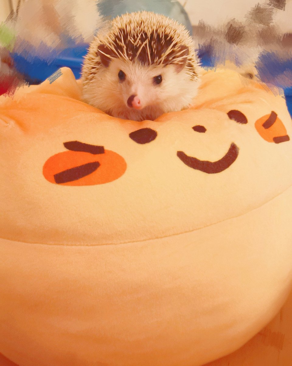 moe_khao's tweet photo. Tomorrow is the first of our shoots for the year... So I've left Panko to take care of the young hedgehog...they seem content with one another... https://t.co/GzfiorBqoX