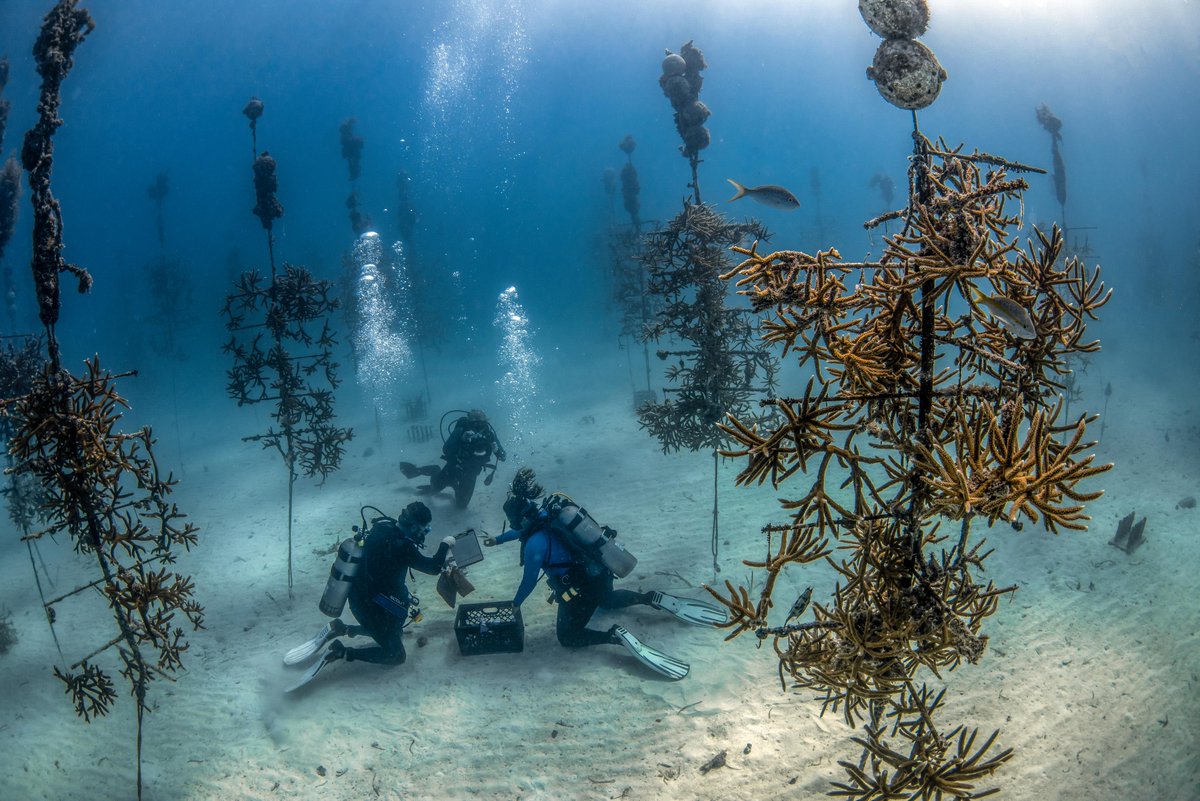#MissionIconicReefs with Coral Restoration Foundation™ calls for restoring nearly 3 million square feet of coral reefs—the size of 52 football fields—in the Florida Keys, making it one of the largest coral restoration strategies. 📷: <a href="/coralcrf/">Coral Restoration Foundation</a>