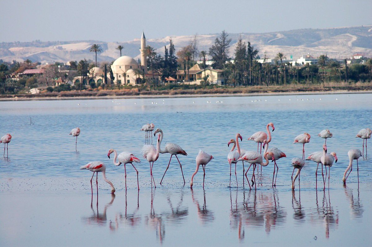#Flamingos at Larnaca's Salt Lake, in #Cyprus are back! 

Via @MyCyprus1 
@Cyprus4Holidays #travel