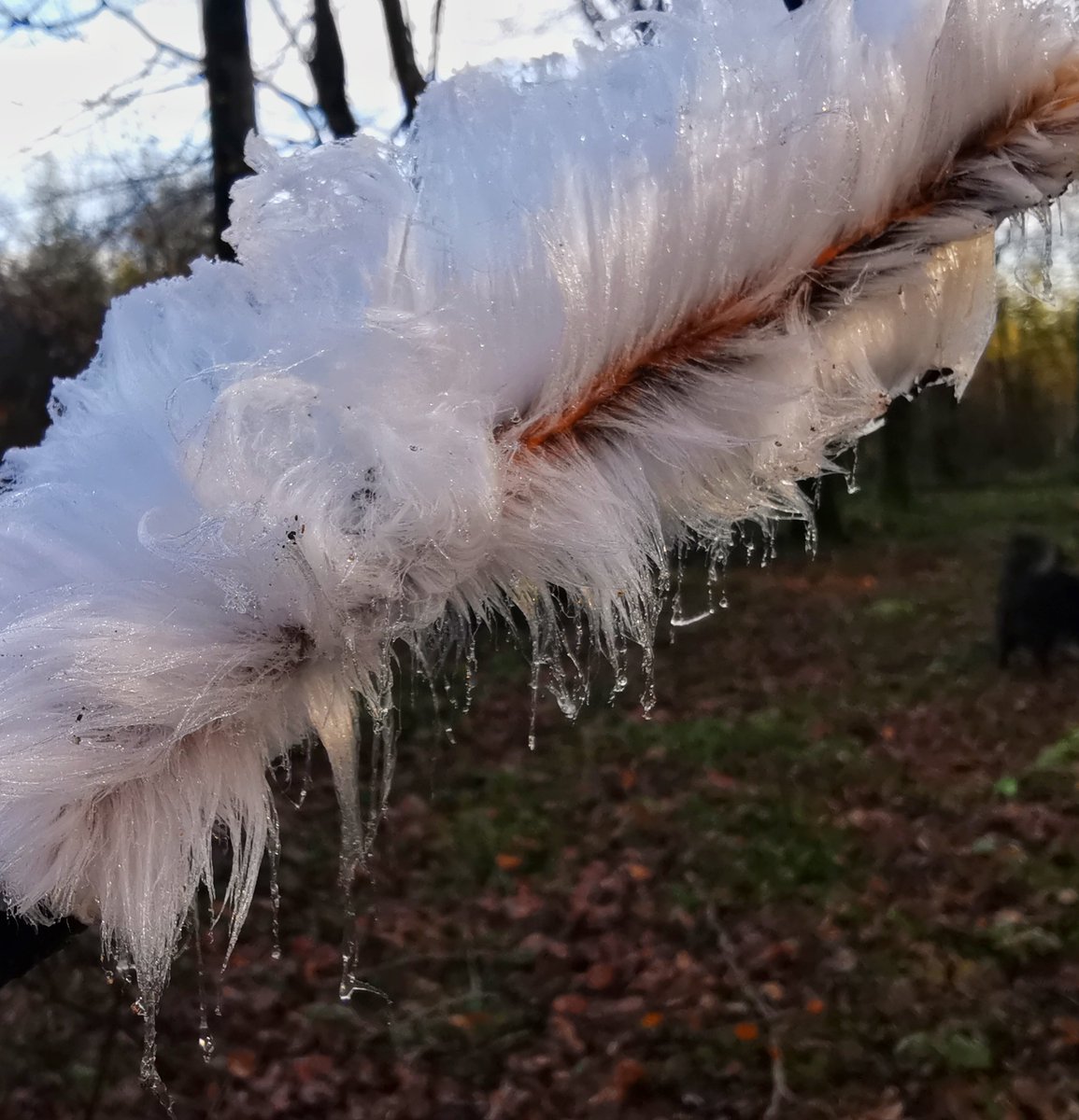 An absolute treat in the woods this morning: amazing beauty of feather frost/frost flowers! #natureconnection #woodlandwellbeing