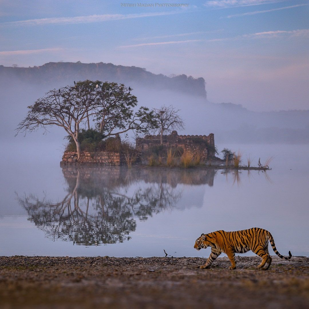 JamiePrince9's tweet photo. Breathtaking Photo of Bengal Tiger Taking a Stroll in Front of Ancient Ruins https://t.co/EPPt9tBVbt https://t.co/TNqIk6kZzD