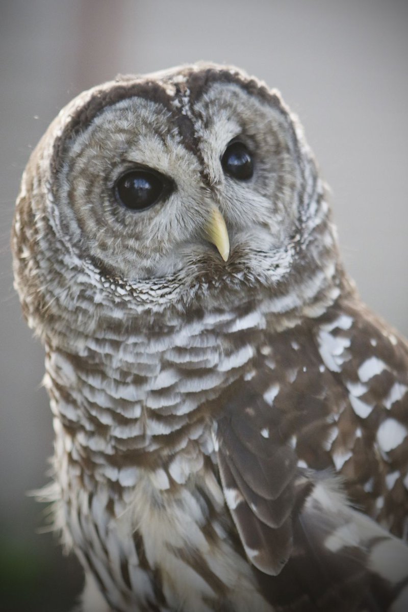 lesliesnc's tweet photo. Nothing says I love you like a night out in nature, so join LSNC this Valentine's Day for an evening you won't forget! 
LSNC invites you and your partner to our Owl Do I Love Thee event on February 14th, from 7pm-9pm at Cobblestone Farm. This program is sure to be a hoot! https://t.co/LshCVclu1I