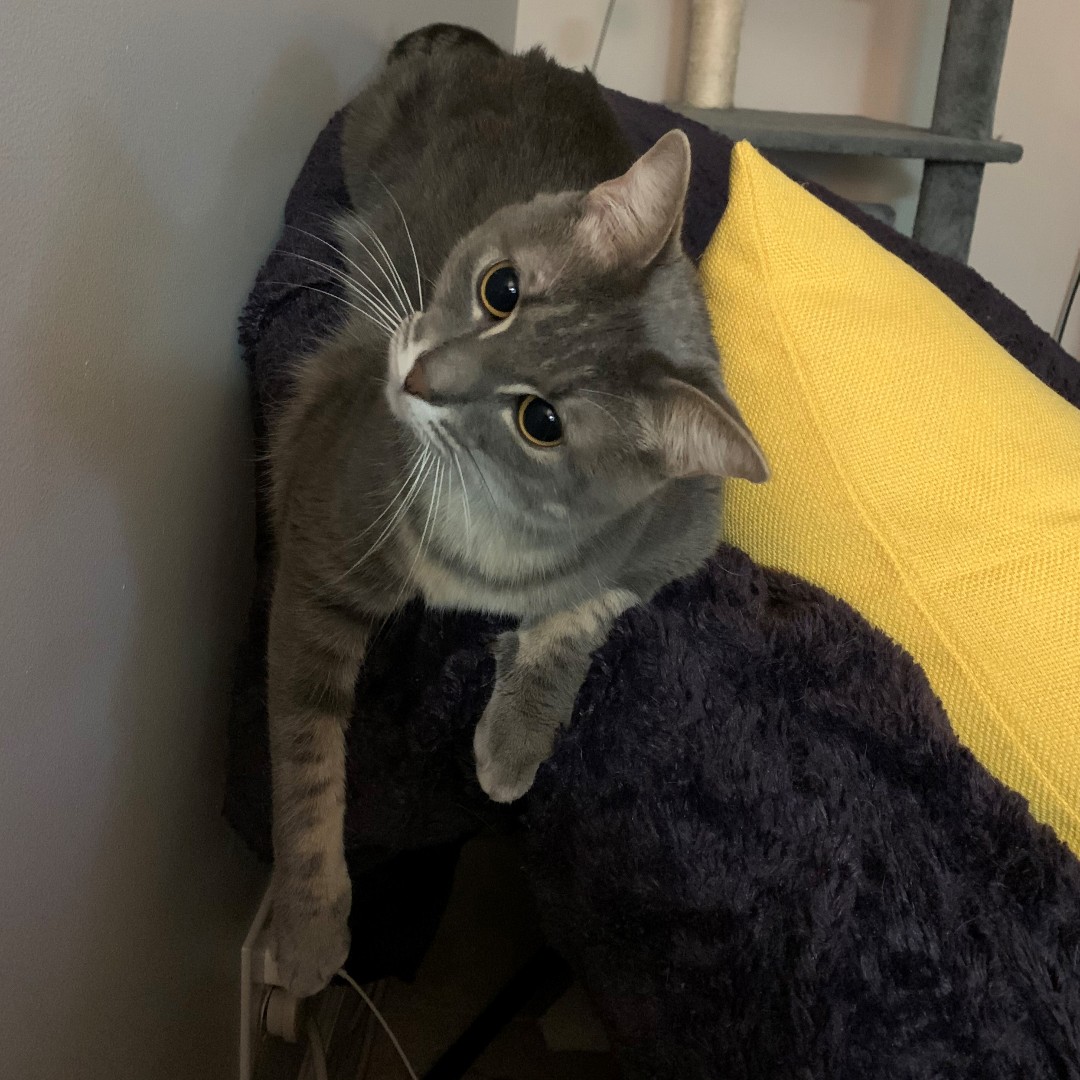 CobaTweets's tweet photo. Thoroughly confused this #Caturday.
-
-
-
#hotels #hospitality #hospitalitymanagement #travel #vacation #blog #Saturday #cats https://t.co/95xoi5UTBQ