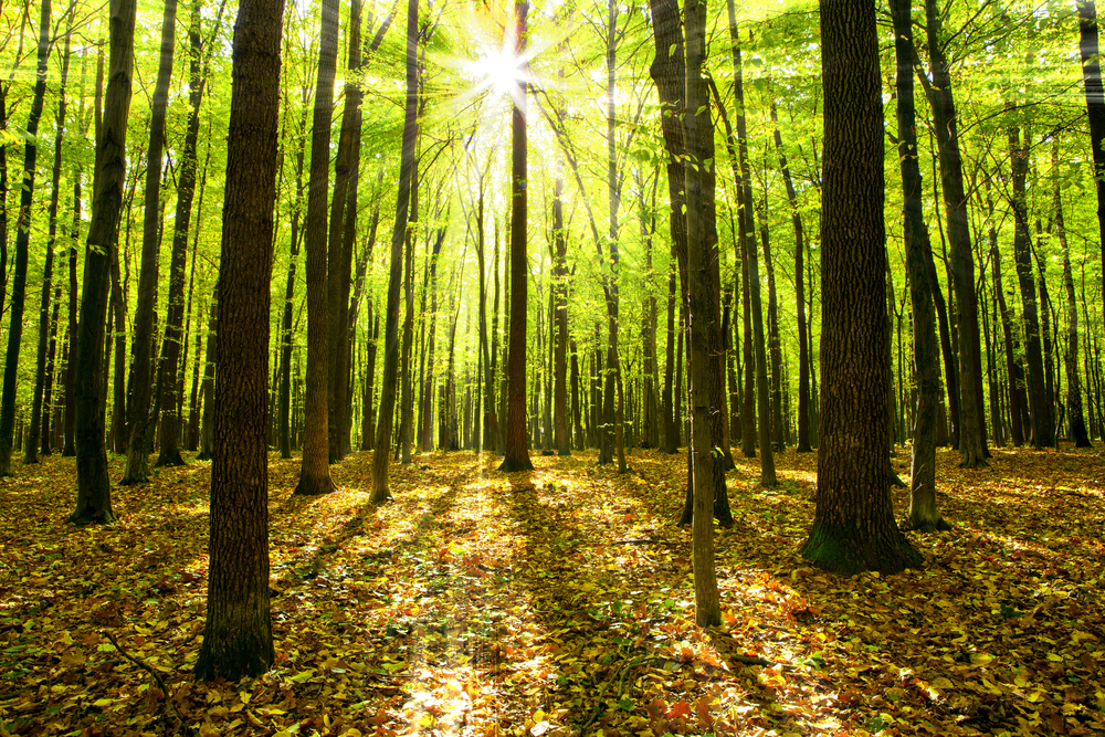 Mikeaceofspades's tweet photo. Research shows that within minutes of being surrounded by trees and green space, your blood pressure drops, your heart rate slows and your stress levels come down

#TreeBenefits #TreeCare https://t.co/Z7dXu9SPYl