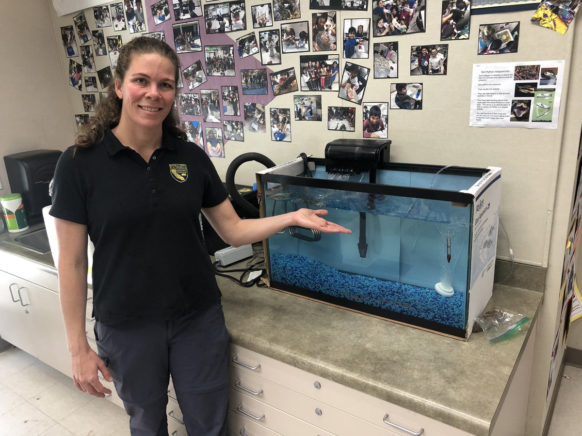 CloverKrystal's tweet photo. Excited about our 100 new class pets! Thanks CA Dept of Fish and Wildlife for the opportunity to watch rainbow trout grow and develop for 8 weeks, right in our very own science lab! #SycRidgeScientists @SR_Stallions #DMUSD @CaliforniaDFW #TroutintheClassroom https://t.co/mXEt820V42