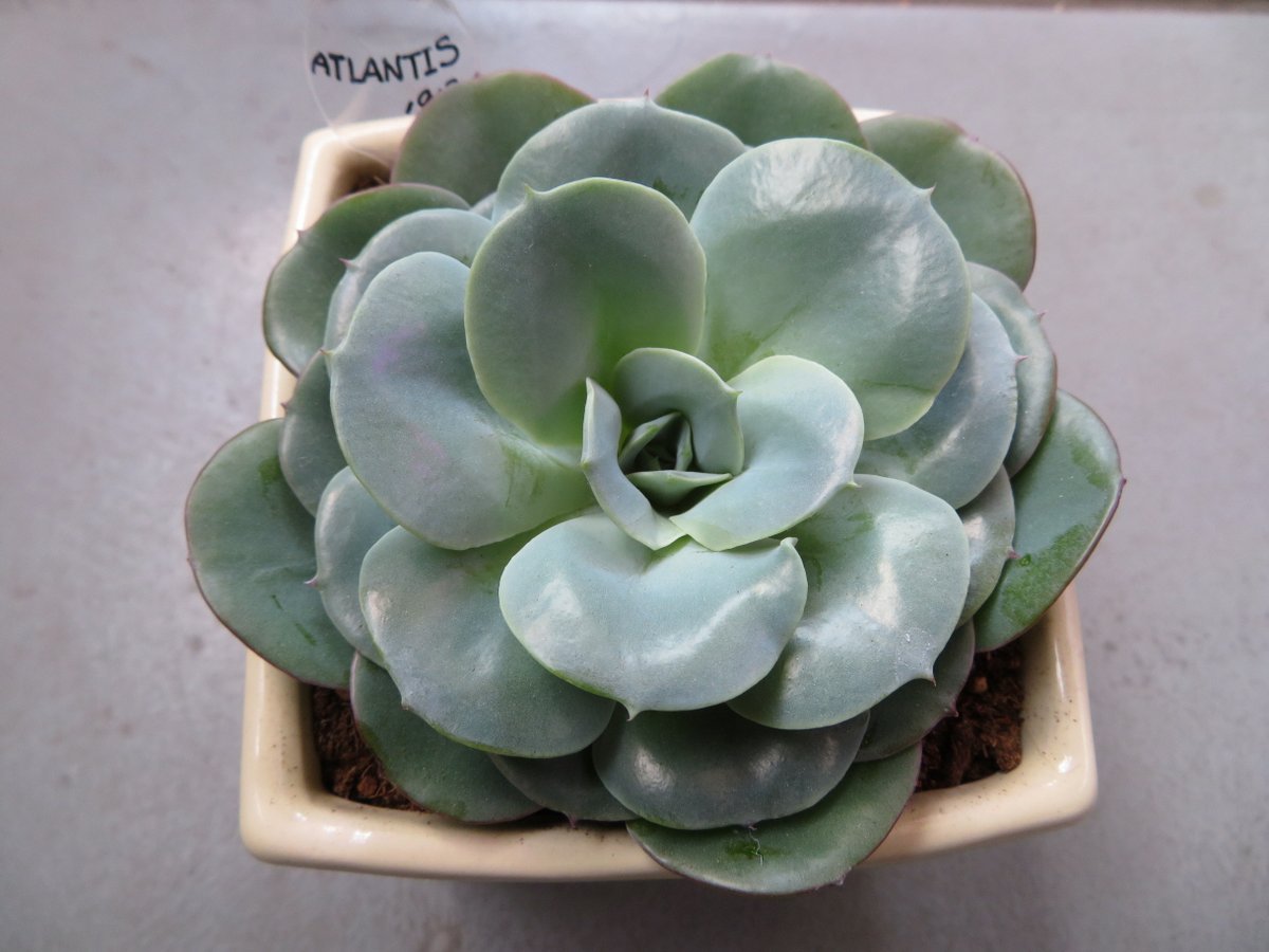 多肉部 در توییتر 部活ﾃﾞｽﾖ アトランティス 狩りから1ヵ月 植物育成ライトで陽光不足解消 葉がでかい それにしても七福神そっくりだ アトランティス 多肉植物 多肉 ベランダ