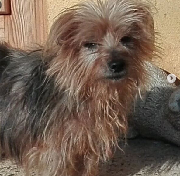 siviaromera1's tweet photo. #URGENTE #Jambo Yorkshire 11 años, en #adopcion 
APAP Tossa de Mar.
Contacto: Isabel
Móvil: 661 55 83 28 https://t.co/X0KatvAyef