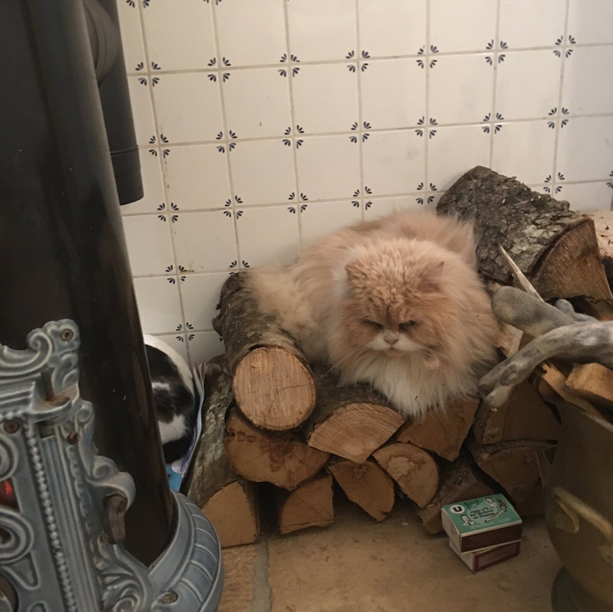 CarolineBignell's tweet photo. Bailey likes to keep warm!! #catsoffrance #lifeinfrance https://t.co/azZDPZfwYN