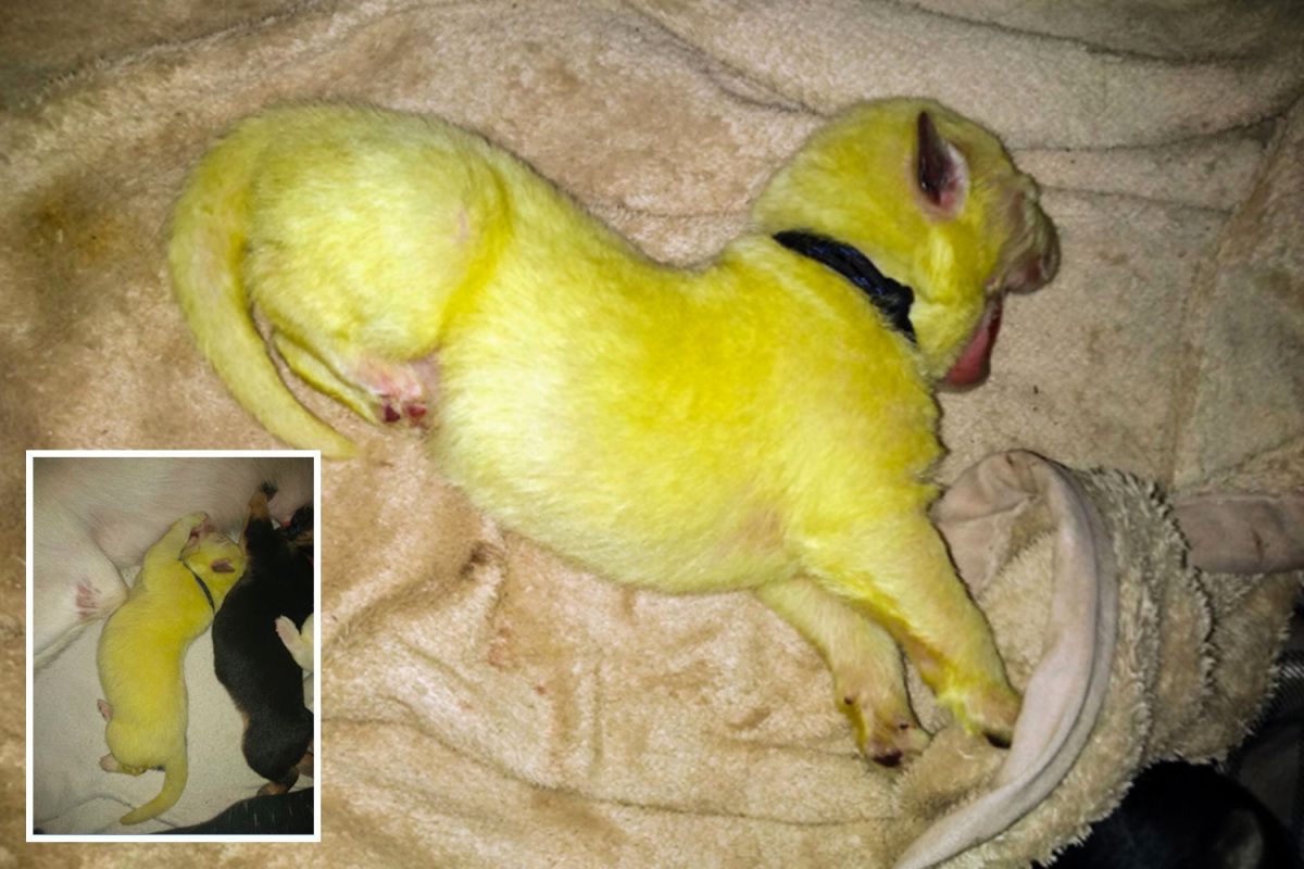 Dog gives birth to lime green puppy after litter 'defecates in her womb' buff.ly/2R67dAn