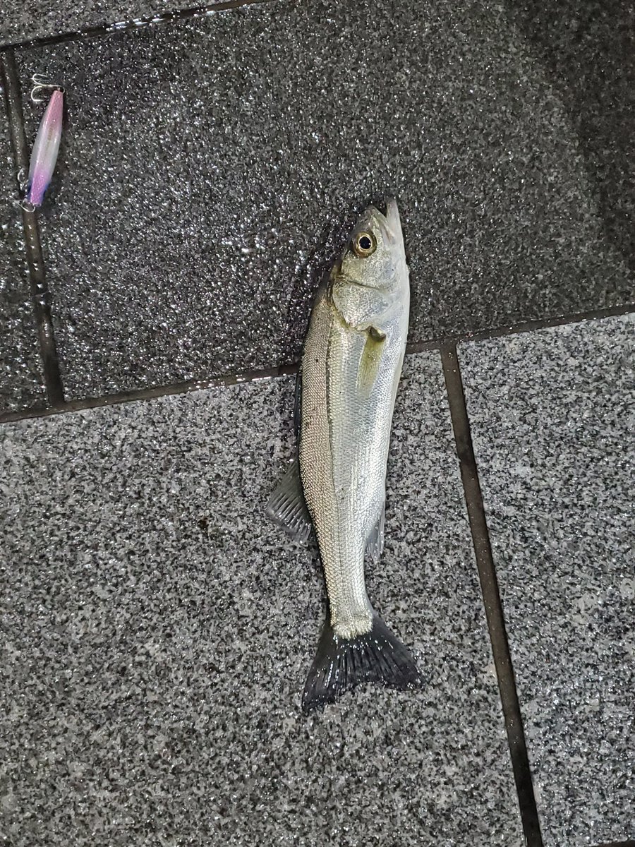 絶倫くんが行く 相互フォロー 今日のシーバス釣り 夜の部 エリア 永代橋 釣行時間 00 45 釣果 3匹 34cm 29cm 24cm シーバス ルアー Daiwa ガルバ73s カラー 涼海 雨と予定があってあまり時間が無かったが釣れて良かった T Co