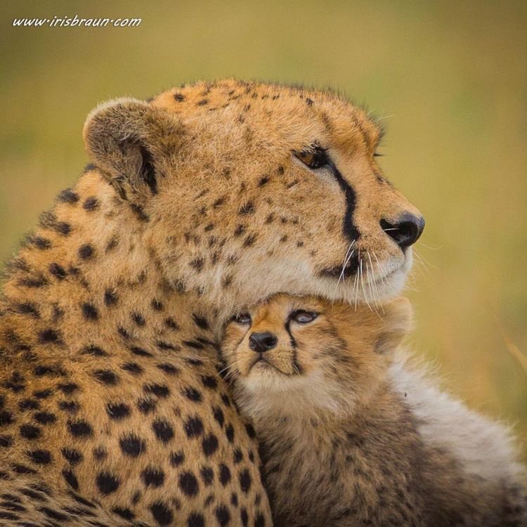 ไม่ต้องมาอ้อน หยุด แม่จะร้องไห้แล้วนะ ฮือออทำไมแกต้องน่ารัก!!