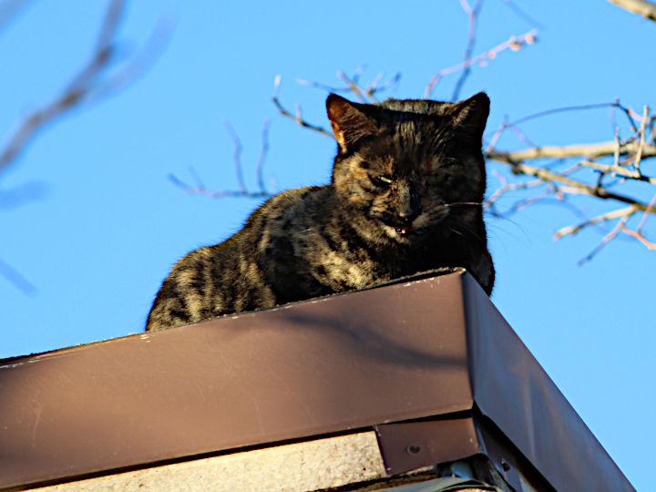 PugHollow's tweet photo. That moment when you feel someone watching you... #caturday #deathglarefromabove #roofcat https://t.co/ZYfxllIEtL