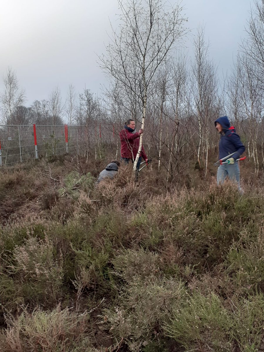 sw3lbp's tweet image. Vandaag heeft #EA595 geholpen bij @IVNApeldoorn @staatsbosbeheer om berken te snoeien op de hei. Zo blijft de heide intact en wordt het geen bos. #natuur #scouting #sw3lbp #apeldoorn