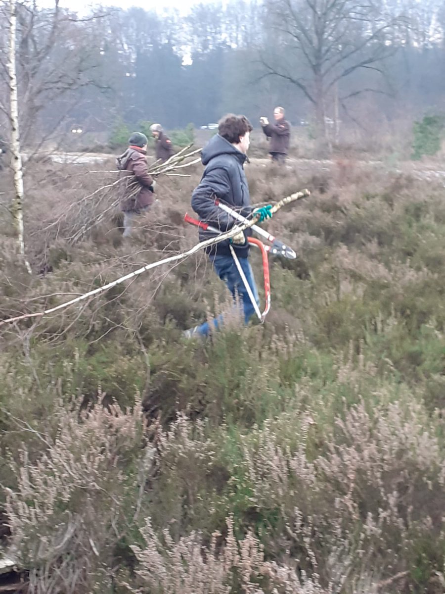 sw3lbp's tweet image. Vandaag heeft #EA595 geholpen bij @IVNApeldoorn @staatsbosbeheer om berken te snoeien op de hei. Zo blijft de heide intact en wordt het geen bos. #natuur #scouting #sw3lbp #apeldoorn