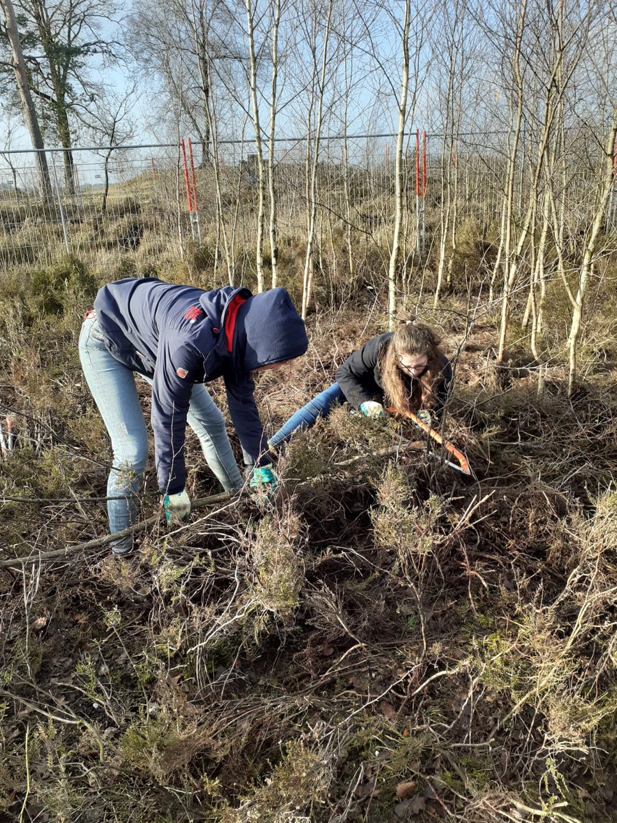 sw3lbp's tweet image. Vandaag heeft #EA595 geholpen bij @IVNApeldoorn @staatsbosbeheer om berken te snoeien op de hei. Zo blijft de heide intact en wordt het geen bos. #natuur #scouting #sw3lbp #apeldoorn
