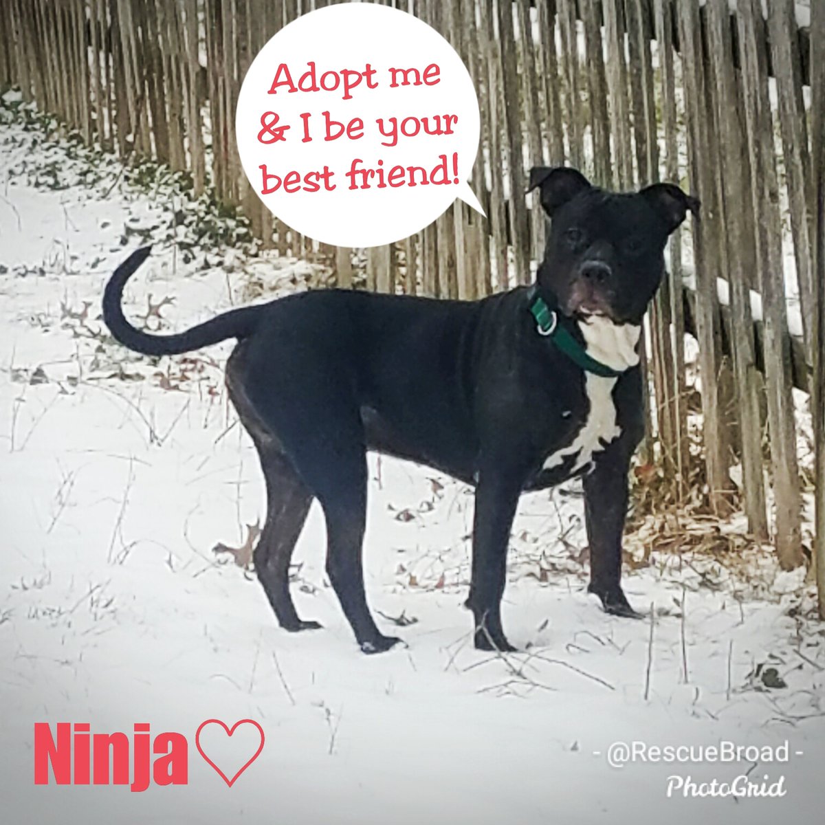 RescueBroad's tweet photo. Rare sighting of a Snow Ninja in my backyard. Ninja loves walks, snuggles, dogs, cats and Netflix. Adopt him through @HomeAtLastDogsR.

#adoptdontshop #adoptabull #pitbulllover #rescuebroad #rescuedog #homeatlastdogrescue #philadoptables #ninja #adoptme https://t.co/VLoQAHT6TZ