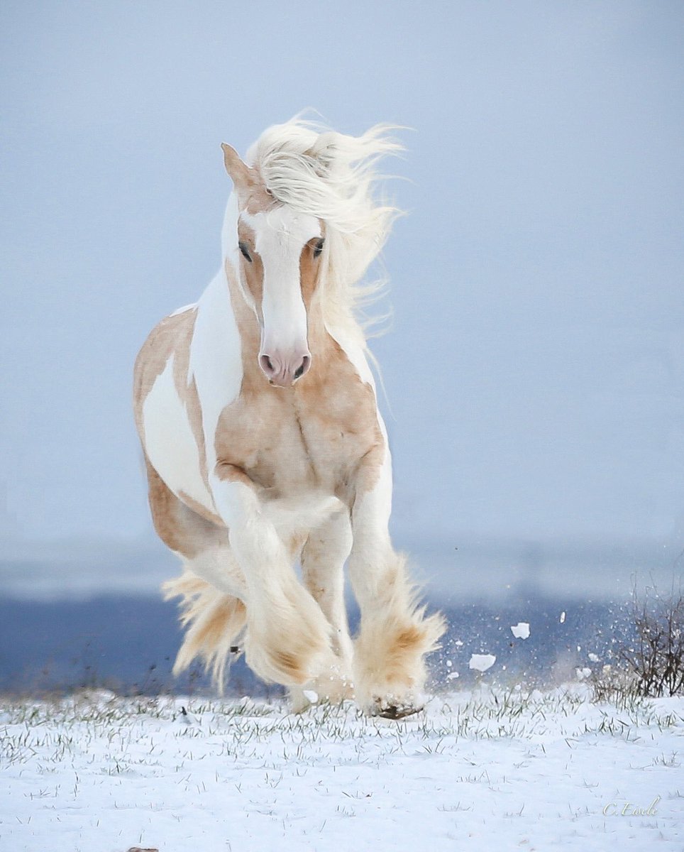 WorldofEquines's tweet photo. Magnificent 💙🐴❄️🤍 #Horses https://t.co/uAx5YNnCJ2