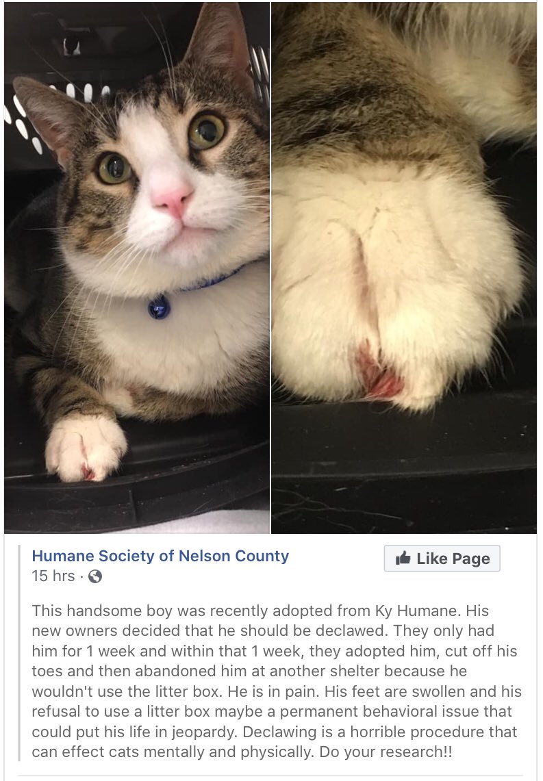 DeclawVetsRevil's tweet photo. #AVMAmeets #CatVets #AVMAvets #AAHAHealthyPet #vettech #AAHA2020 #AAHAday #njvma #marspetcare #banfield #cat2vetday #VCApetHealth #avma2020 #vcapets #catvets #felinevet #aafp #veterinaryconference #aafp2020 #felinespecialist #catfriendlypractice #studentavma #fearfreepets https://t.co/5bwnC618Eo