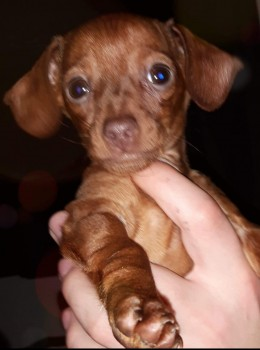 millypod1's tweet photo. 🆘15 JAN 2020. DASH #Lost #ScanMe #SausageArmy
Fox Red MIN Dachshund Female
Field View #Clifton #York #NorthYorkshire #YO30 6EJ
https://t.co/BhBohr3wnM https://t.co/BT73Rfxyjk