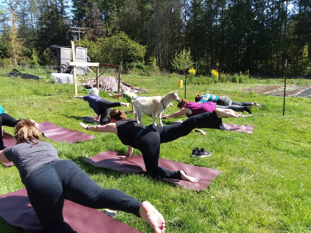 BasqueTraveler's tweet image. Just signed up!  Gotta check off the goat yoga box ☑️

#Goats #goatyoga #newthings  #whynot #poulsbo