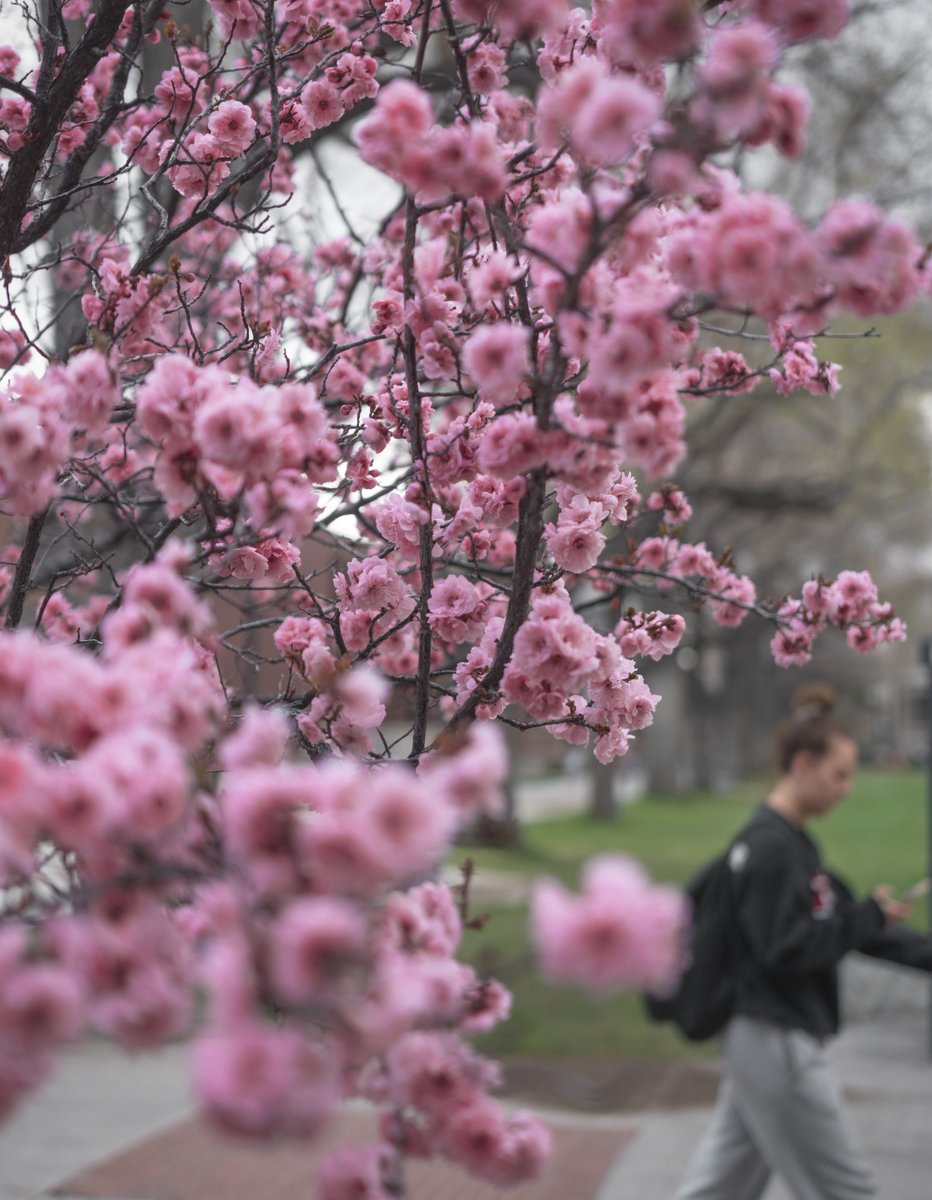 A student walking past a pink tree on campus during the spring.