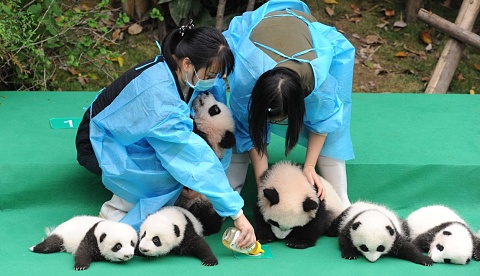 jeffjthompson's tweet photo. Panda population on the rise | Sky News Australia #panda#pandasrock #pandastory #pandalife #pandanews 🐼 🐼 🐼 

https://t.co/0lO166xptD https://t.co/VC4JuOGY5Z