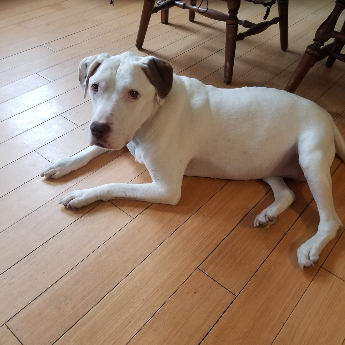 My dog, my friend and companion, crossed over Rainbow Bridge today.  I know we will meet again, the other side of the Bridge....."wait for me!"