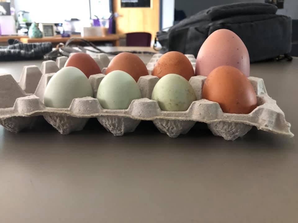 hms_hockessin's tweet photo. So Montessori ... even our chickens work at their own level and their own pace!  #individualizededucation #hmsde #hmserdkinder https://t.co/p51BhUod2D