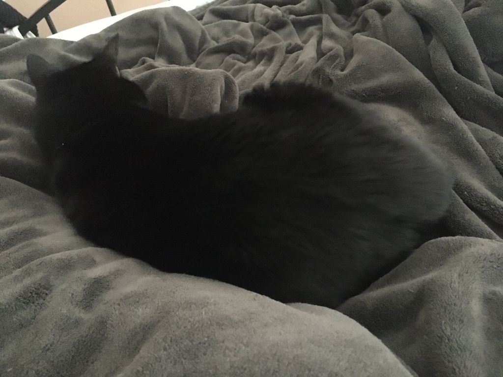 WednesdayAndNik's tweet photo. We have Meowmy surrounded. She’s not going anywhere. #Caturday #SaturdayThoughts #SaturdaySnooze #SaturdayVibes #BlackCats #BlackCatsOfTwitter #CatsOfTwitter #SiblingLife #SiblingLove #Siblings #SleepyKitties #BestCats #CatsOfInstagram #CatEars #CatPaw #Cuddles #NeverGettingUp https://t.co/srOUHyhfcv