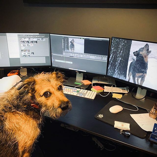 David Jancso ACE tweet media