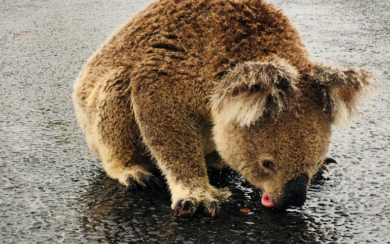 3CatInfo's tweet photo. La fauna es refresca amb l’aigua de les tempestes a Austràlia després del drama dels incendis
https://t.co/RP9fjSRpqG https://t.co/6CU8qbYWjj