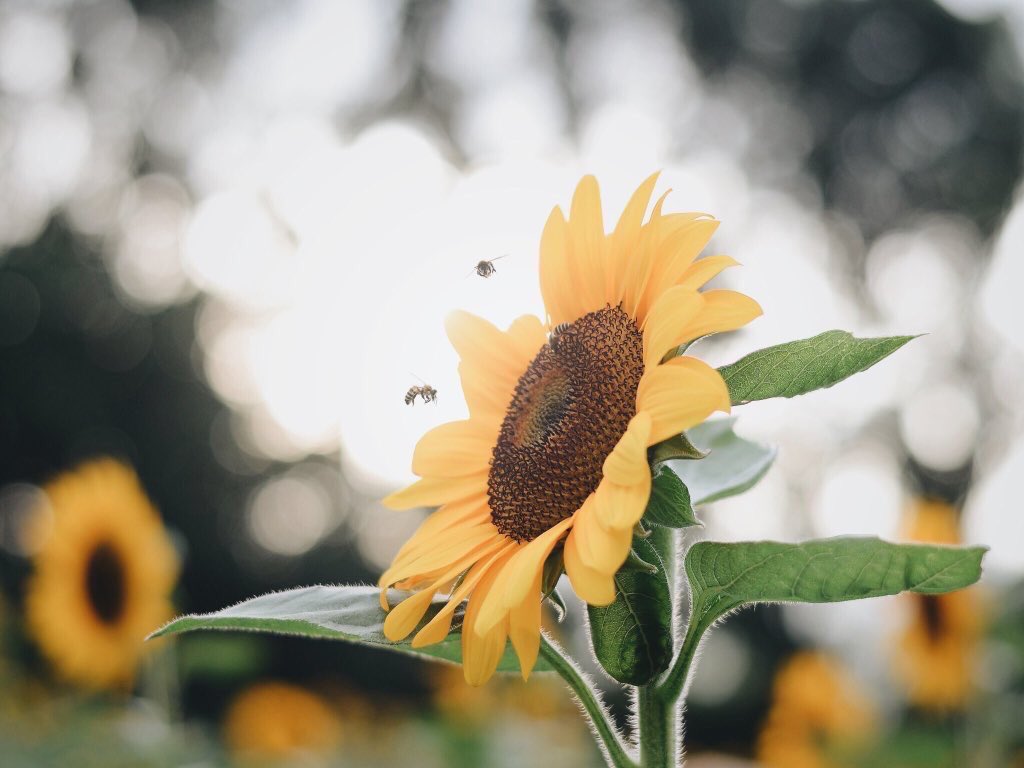 sunflowerlust's tweet photo. sunflowers are my weakness 🌻💕 https://t.co/ssJ6jPahgN