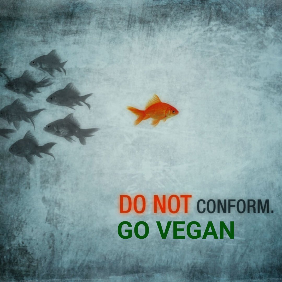 Events4Animals's tweet photo. 🐠Do Not Conform.
🌱#GoVegan🌱.
#Events4Animals #Fishes #animalrightsactivist #Animallovers #peces #Peces #animalliberation #VeganZone #SaveAnimals #SavetheWorld #SavethePlanet https://t.co/3HlmJIb1Q4