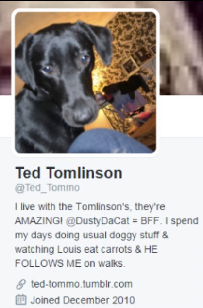 17. their pets: meu (ex) garay, dusty styles, cindi and blue krol, and ted tomlinson
