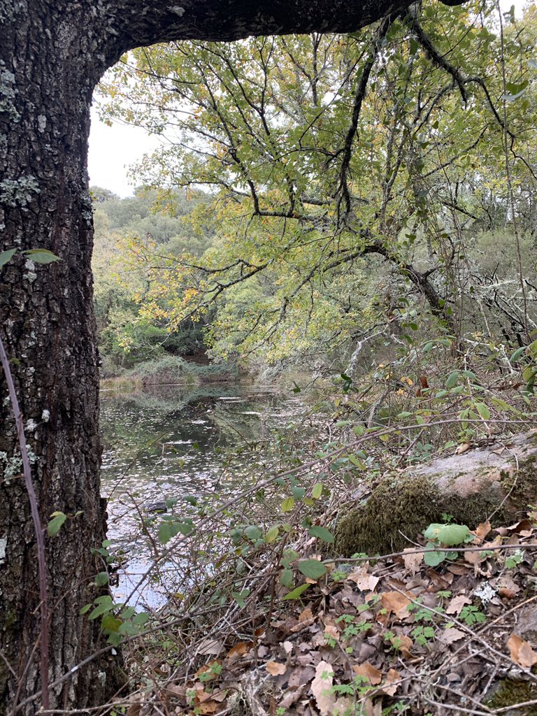 Porque hay muchas formas de enseñar pero pocas te hacen aprender... Vivirlo en un lugar así con una persona que disfruta con lo que hace lo convierte en algo increíble!! Gracias a <a href="/cepronda/">CeP Ronda</a> por estos #CursosQueMolan en #CortesDeLaFrontera  #PNLosAlcornocales
