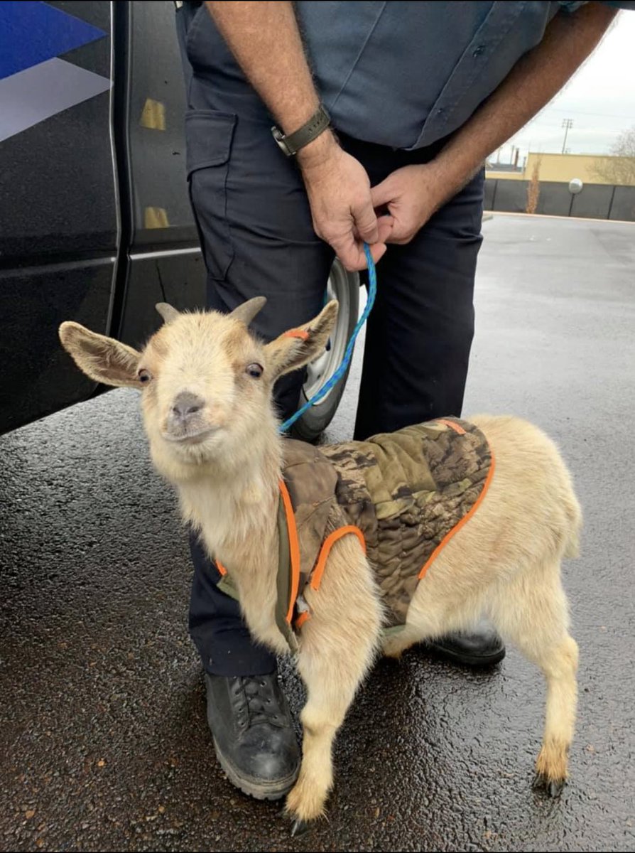 The Albany police department posted this picture of a lost goat on Facebook and I just wanted to make sure everyone saw it