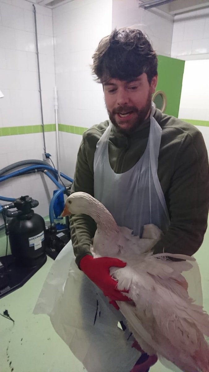 DierenAmsterdam's tweet photo. Update: #Vrijwilligers van de #Vogelopvang #DeWulp zijn nog de ganse dag in de weer geweest, 30 (ja, het waren er 30!) #ganzen was je niet in een uurtje. #frituurvet door zeer domme ganzen in water gedumpt #Aalsmeer Het komt goed met ze. https://t.co/TaxEXLo5Yk